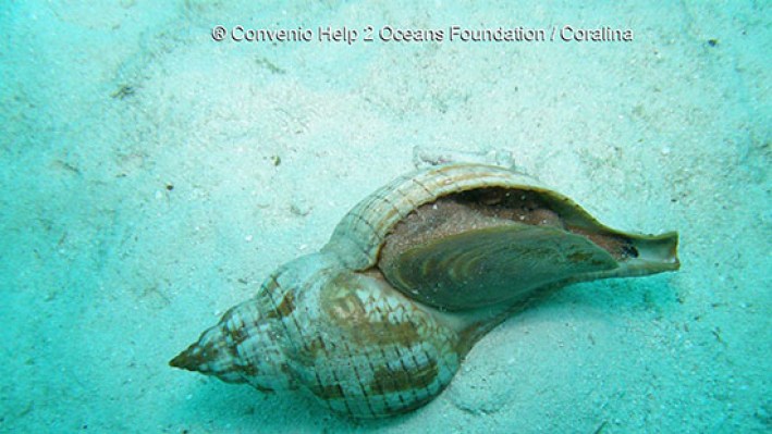 Gastropods (132)